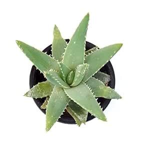 India Gardening Aloe Vera Barbadensis Miller Succulet Live Plant By ...