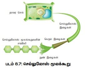 கார்போஹைட்ரேட்டுகள் - உயிரி மூலக்கூறுகள் | Carbohydrates - Biomolecules ...