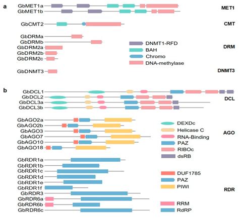 Genome-Wide Identification and Coexpression Network Analysis of DNA ...
