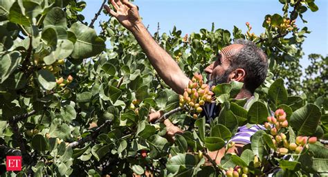 Region of conflict - Syria pistachio farmers return to orchards after ...
