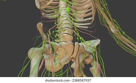 Image result for Animation On Lymphatic System