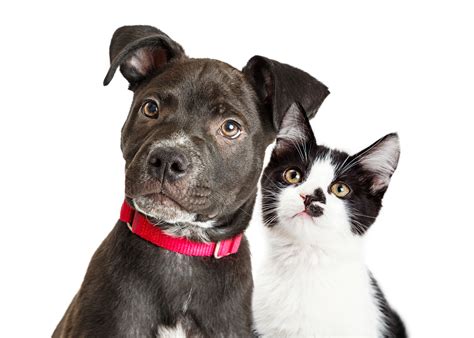 Why Dogs Are Better Pets Than Cats Essay