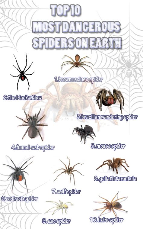 Deadly Spiders In Texas
