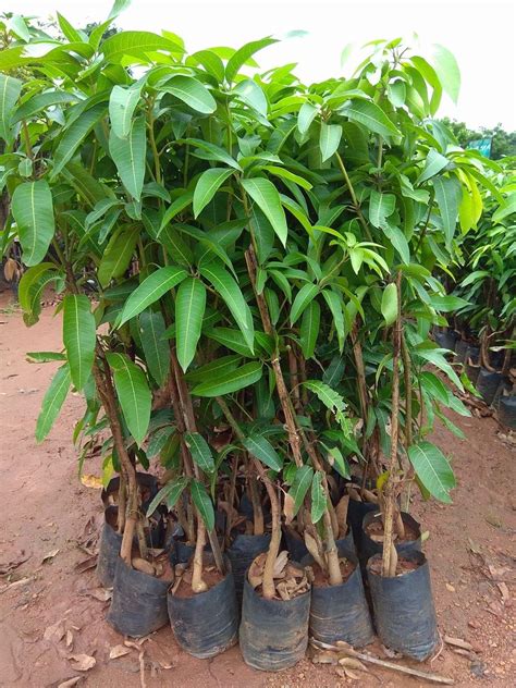 SUN NURSERY Nursery Miyazaki Mango (Eggs of Sun) 1.5 Feet Japanese ...