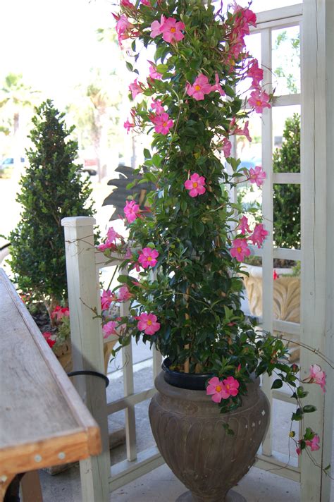 Are Mandevillas Annuals at Nedra Harris blog