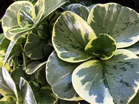 Peperomia Plant: Care and Growing Guide