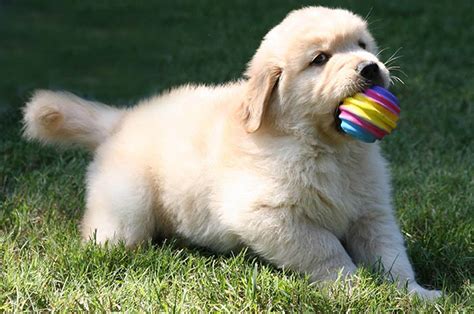 Golden Retriever Breeder | K-Jen Goldens | Reputable Golden Retriever ...