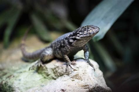 Northern curly-tailed lizard | leiocephalus carinatus | Marwell Zoo