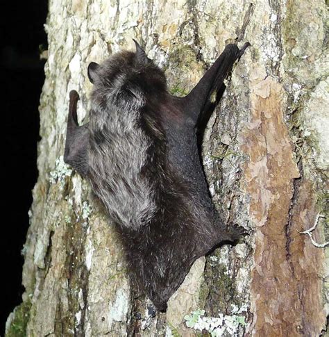 Gotham Bat Conservancy