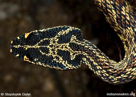 Indian Snakes - Indian Snakebite Initiative