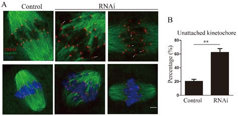 Ribonucleic Acid Export 1 Is a Kinetochore-Associated Protein That ...