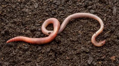Interesting Fact Behind Why Earthworms Have 5 Pairs Of Heart ...