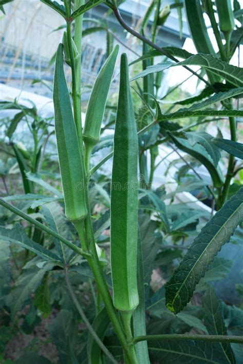 Image result for SmartPlant Monitoring System Using Arduino R4 Wi-Fi