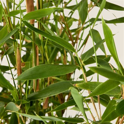 Types Of Non Invasive Bamboo at Natasha Cain blog