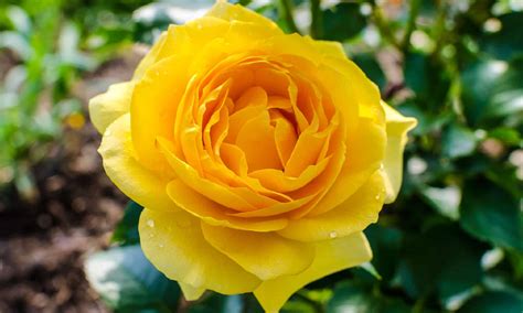 5 of the Most Beautiful Roses to Grow in Missouri - A-Z Animals