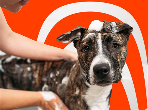 Chewy Pet Insurance Reviews: How It Stacks Up (2026) | Insurify