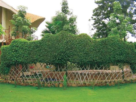 UNIQUE TREES - Outdoor Luxury