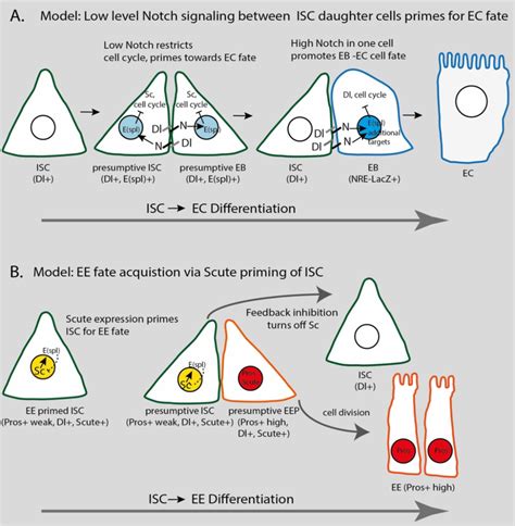 Image result for ISC Cell