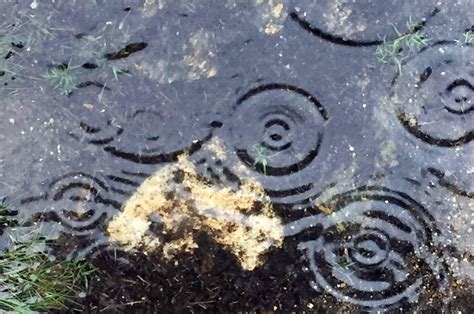 The Vineyard Gazette - Martha's Vineyard News | Stop and Smell the Rain - what is the smell of the rain