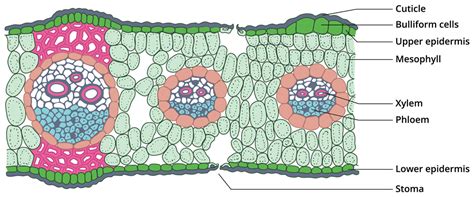 Internal structure of monocot leaf (Grass Leaf) — lesson. Science State ...