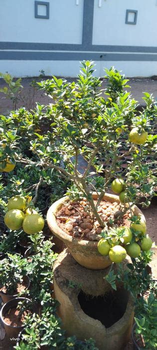 Mini Mosambi - Fruit Plants — PlantsKingdom