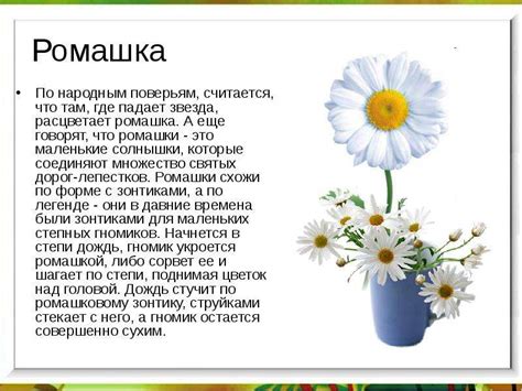 Ромашка цветок. история, происхождение, интересные факты и народные приметы