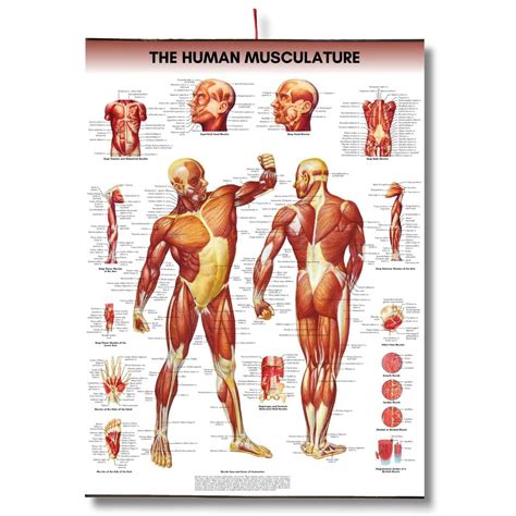 The human musculature Chart Anatomy Human Biology poster Medical ...