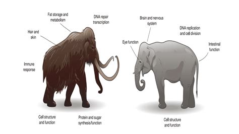 Woolly mammoth could come into existence, elephant's gene to be edited