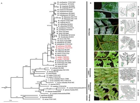 Finding Hidden Outliers to Promote the Consistency of Key Morphological ...