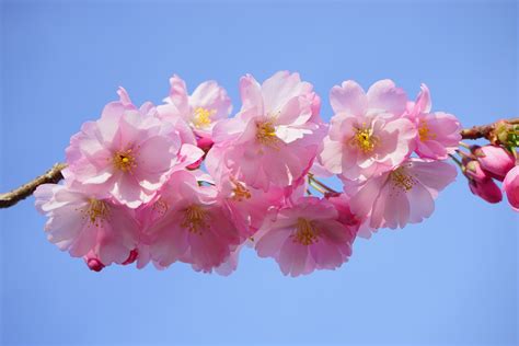 Free Images : tree, branch, flower, petal, spring, produce, color ...