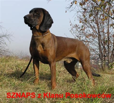 Rassehunde Bayerischer Gebirgsschweisshund Kleinanzeigen | Rassehunde ...