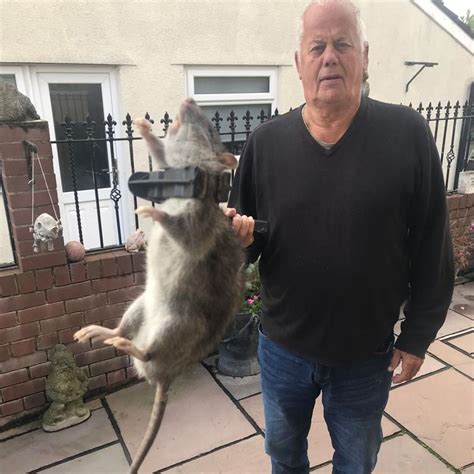 Types Of Large Rats at Alana Walden blog