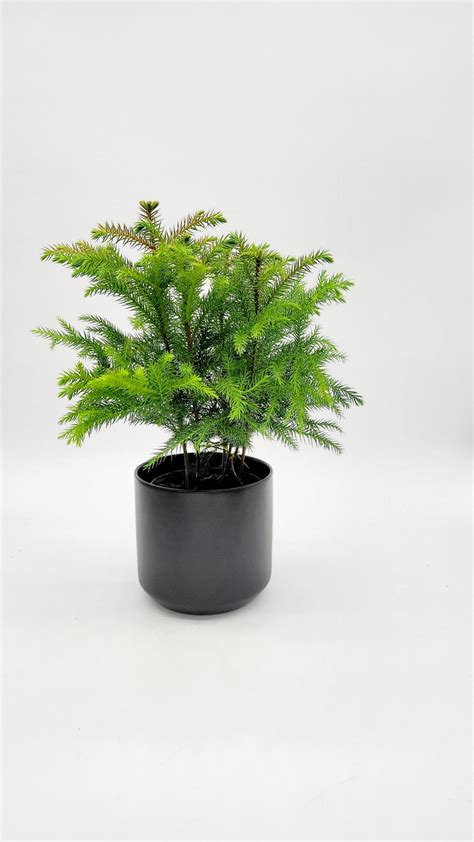 4" Norfolk Island Pine Plant • Tropical Live Houseplant • Evergreen ...