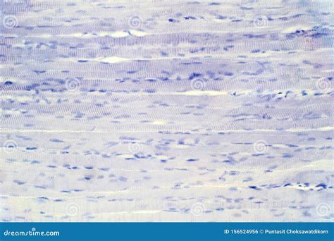 Human Skeletal Muscle Tissue Under Microscope View for Education ...