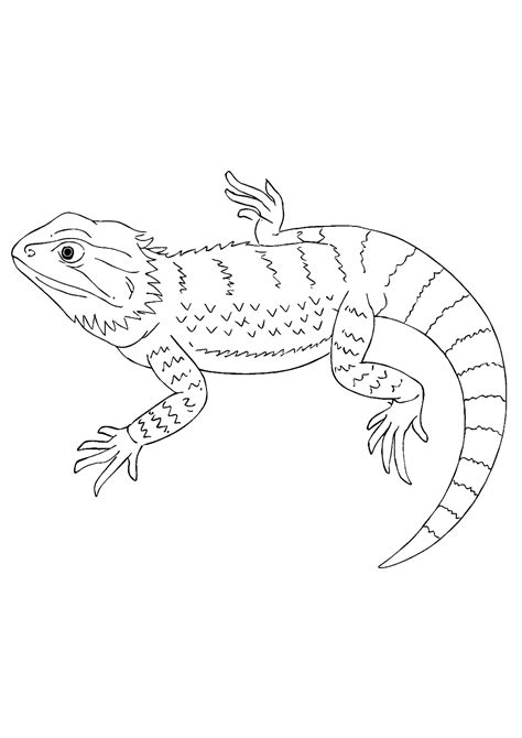 Bearded Dragon Coloring Pages (Free Printables for Kids)