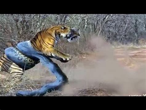 Image result for Python vs Tiger