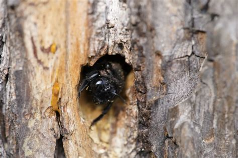 Carpenter Bees: Risks and Potential Damage | How to Identify Carpenter ...