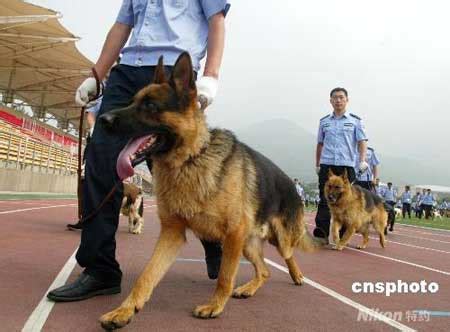 警察小哥为保护警犬，专门为爱犬定制头盔，防止狗耳被人咬！_狗狗
