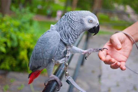 African Gray Parrot Cost