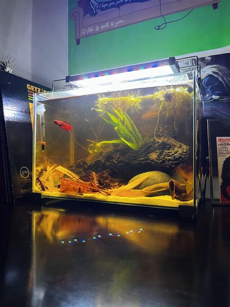 5 Gallon Female Betta Tanks The 6 Best Tanks For Betta Fish