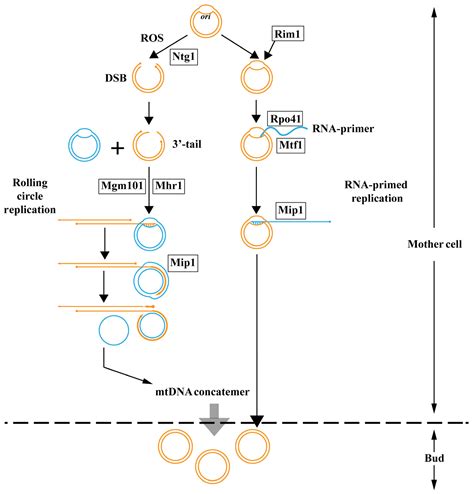 Insights into Fungal Mitochondrial Genomes and Inheritance Based on ...