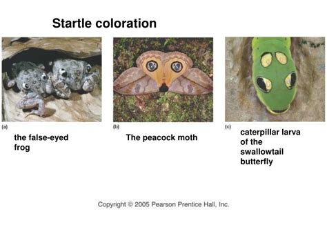 Evolution Process Flow Chart 的图像结果