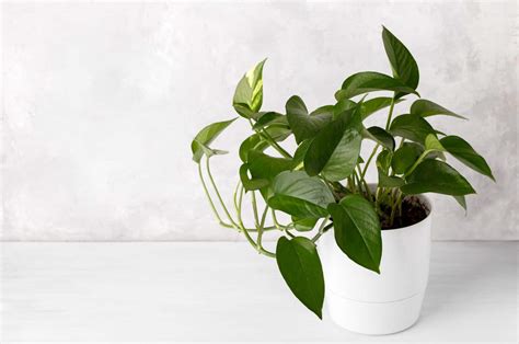 Devil's Ivy Care: How To Keep Your Pothos Happy And Healthy