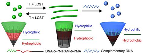 Amphiphilic DNA Organic Hybrids: Functional Materials in Nanoscience ...