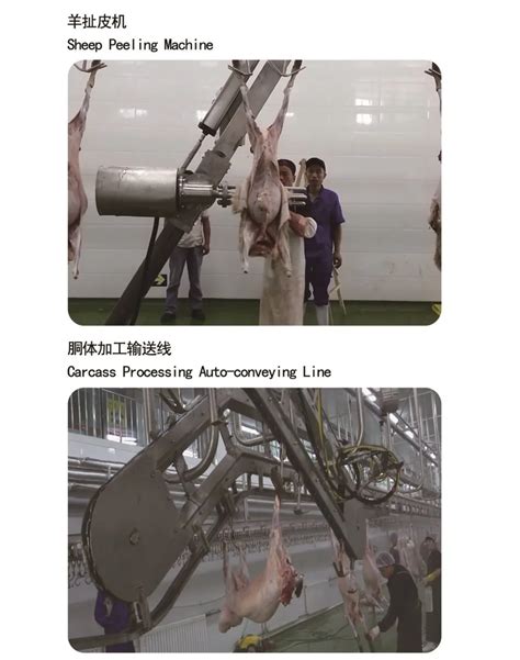 Image result for Sheep Slaughter Process