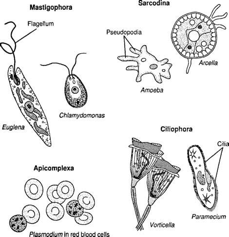 what is Protozoa ........ - Brainly.in