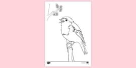 Robin Template - Themed Colouring Pages - Teaching Resource