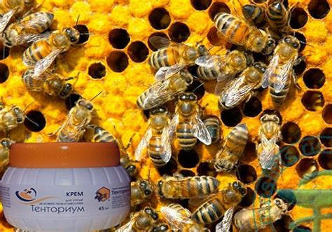 Тернориум: схема лечения при диффузной мастопатии