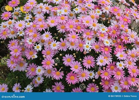 Marguerite Daisy perennial stock image. Image of daisies - 86178935