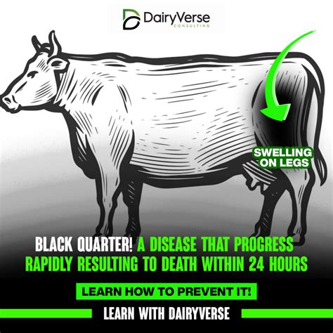 Black Quarter Disease in Cattle: Causes, Symptoms, Prevention, and ...